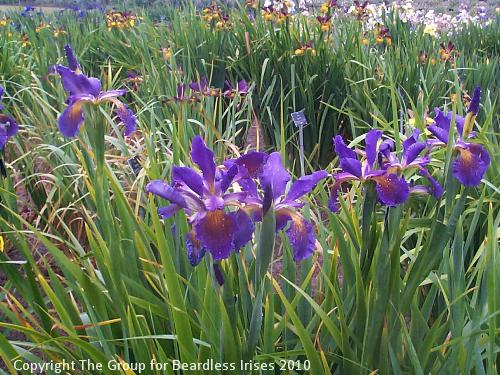 Iris Love of Leila (spuria)